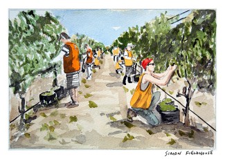 Voyager Estate Grape Picking (Autumn)