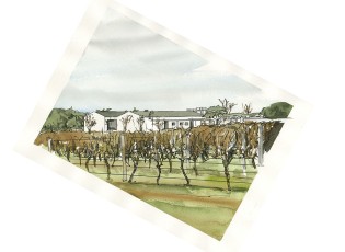 Voyager Estate Vines in Winter