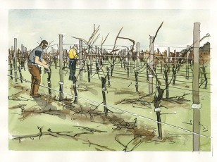 Voyager Estate Pruning Vines in Winter